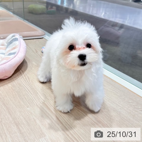 マルチーズの写真