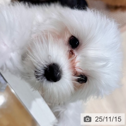 マルチーズの写真