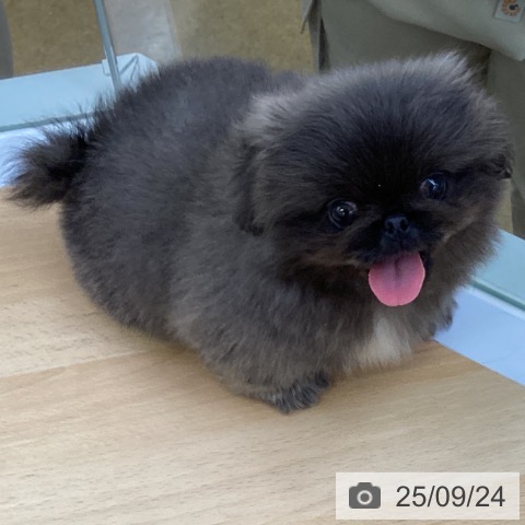 ペキニーズの写真