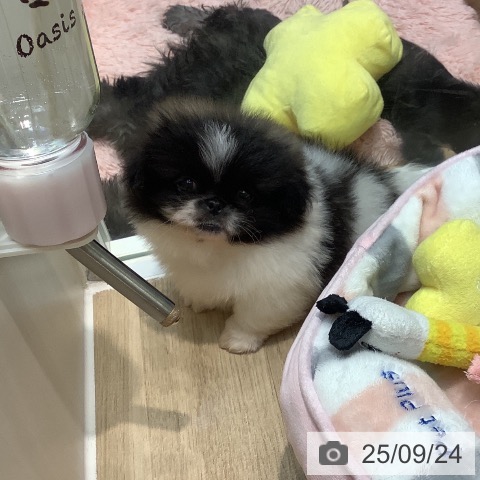 ペキニーズの写真