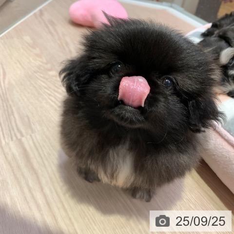 ペキニーズの写真