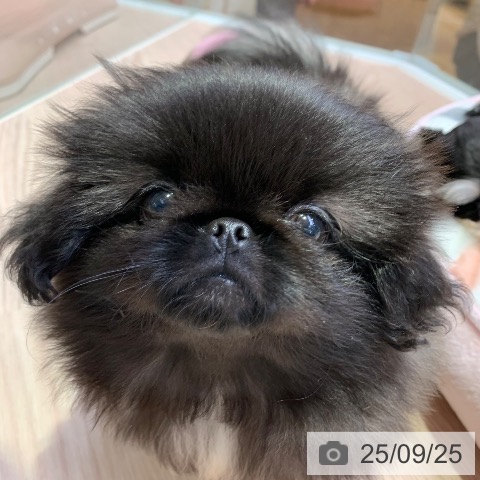 ペキニーズの写真