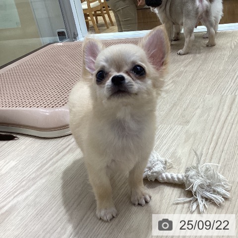 チワワの写真