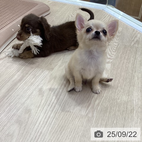 チワワの写真