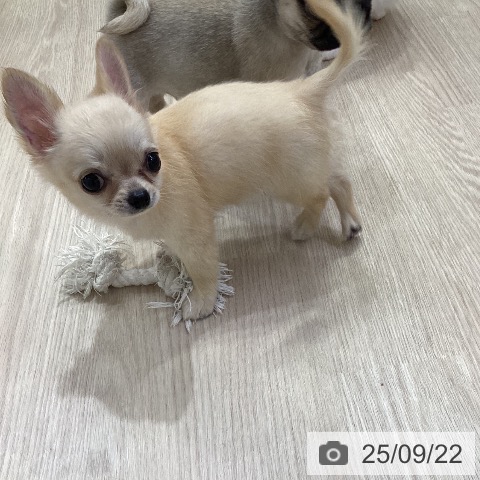 チワワの写真