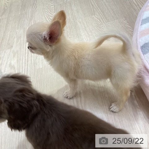 チワワの写真