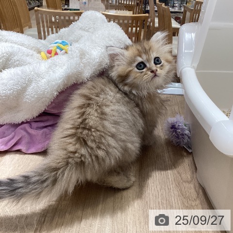 ペルシャの写真
