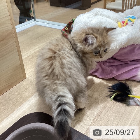 ペルシャの写真