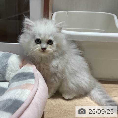 ペルシャの写真