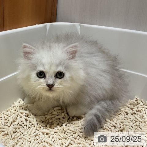 ペルシャの写真