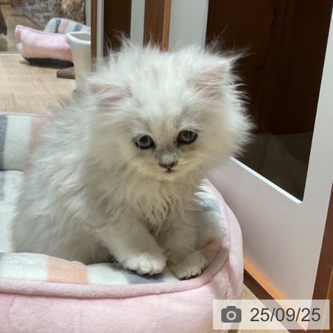 ペルシャの写真