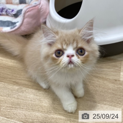 エキゾチックの写真