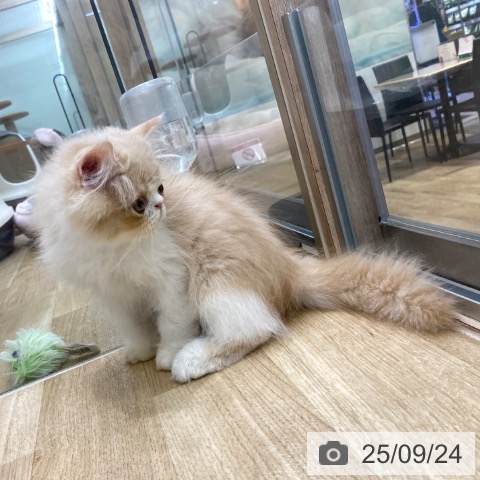 エキゾチックの写真