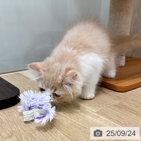 エキゾチックの写真