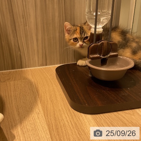 ミヌエットの写真