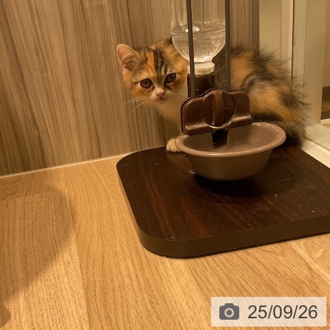 ミヌエットの写真
