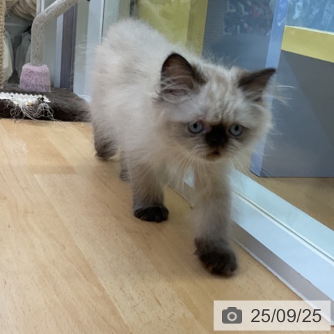 ヒマラヤンの写真
