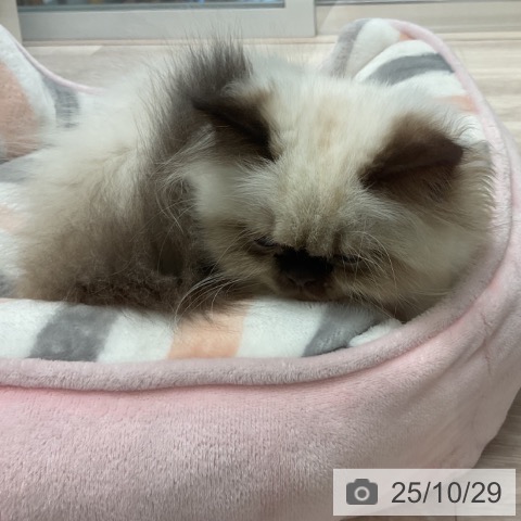 ヒマラヤンの写真