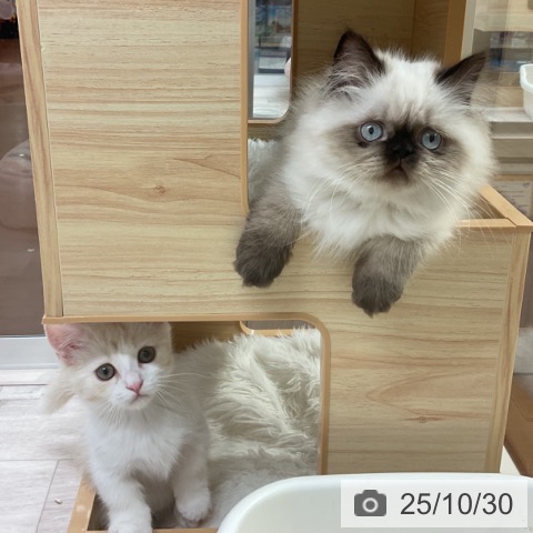 ヒマラヤンの写真