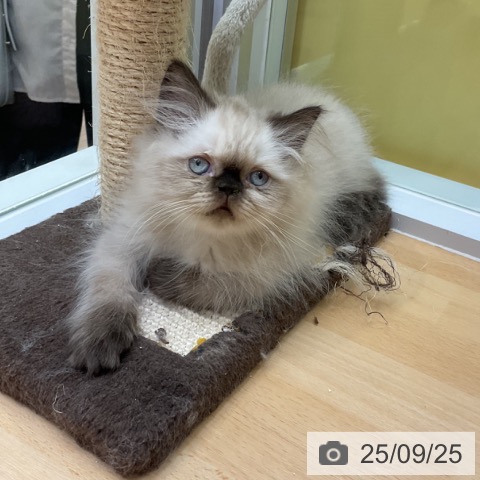 ヒマラヤンの写真