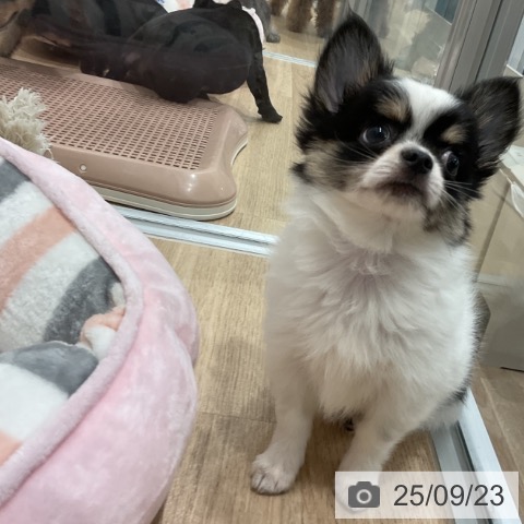 チワワの写真