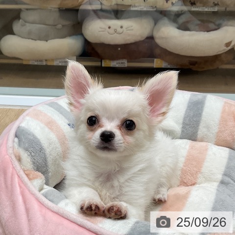 チワワの写真