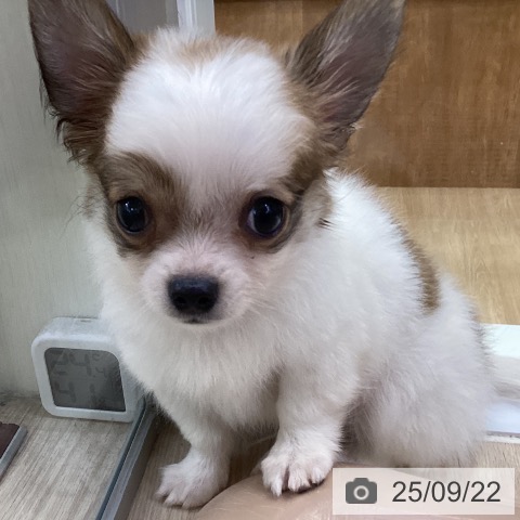 チワワの写真
