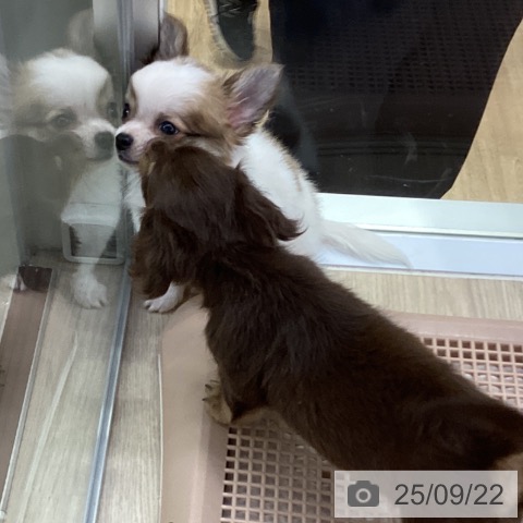 チワワの写真