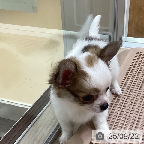 チワワの写真