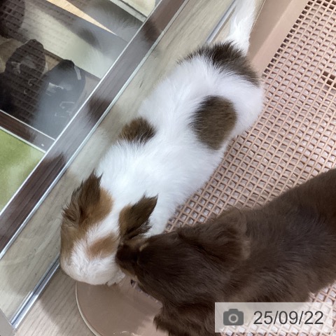 チワワの写真