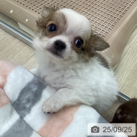 チワワの写真