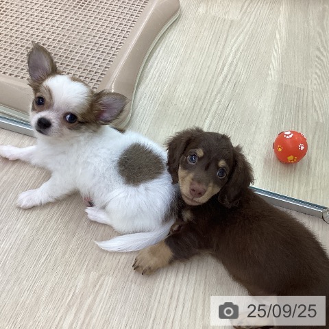 チワワの写真
