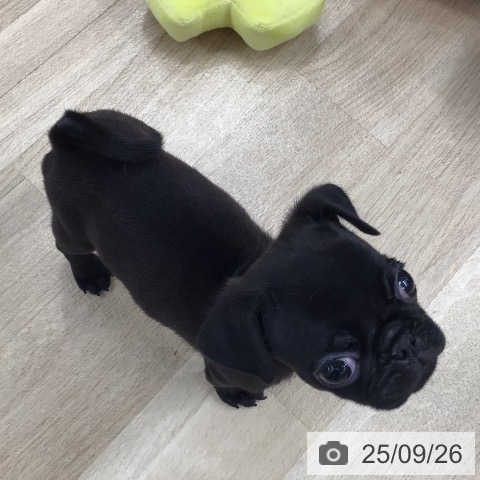 パグの写真