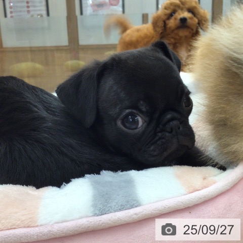 パグの写真