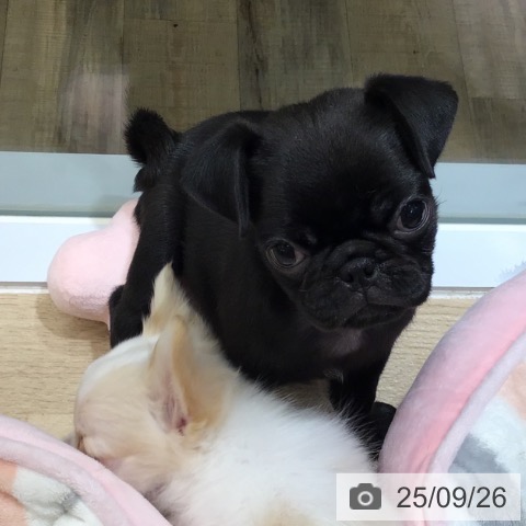 パグの写真