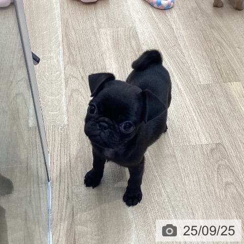 パグの写真