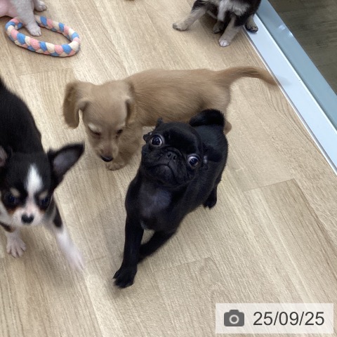パグの写真