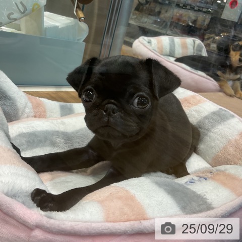 パグの写真