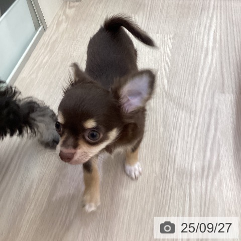 チワワの写真