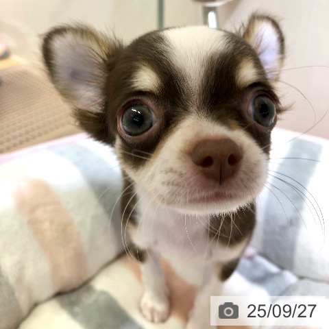 チワワの写真