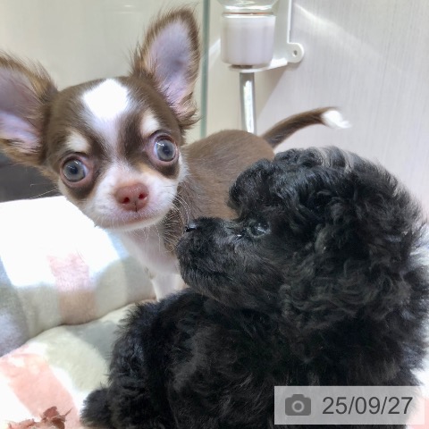 チワワの写真