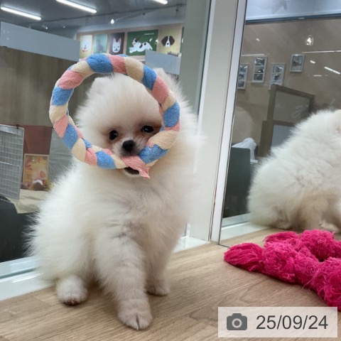 ポメラニアンの写真