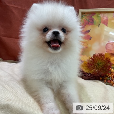 ポメラニアンの写真