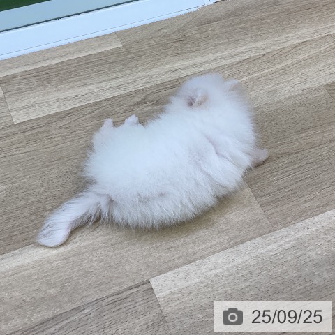 ポメラニアンの写真