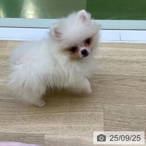ポメラニアンの写真