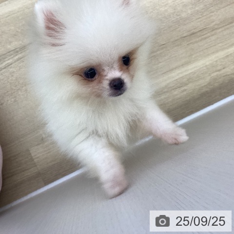 ポメラニアンの写真