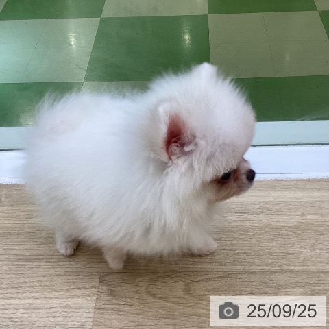 ポメラニアンの写真