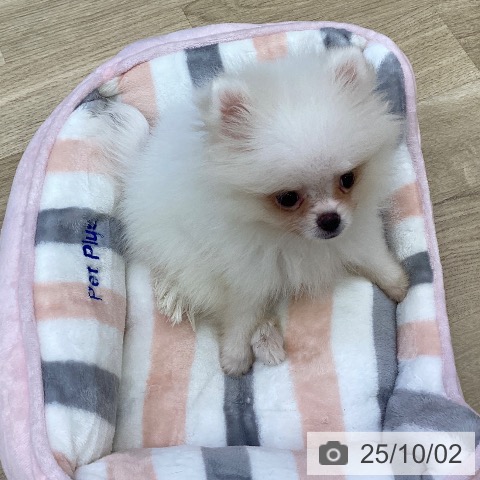 ポメラニアンの写真