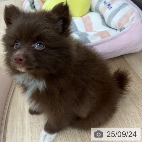 ポメラニアンの写真