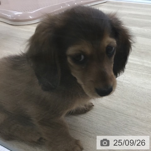 ミニチュア・ダックスフンドの写真